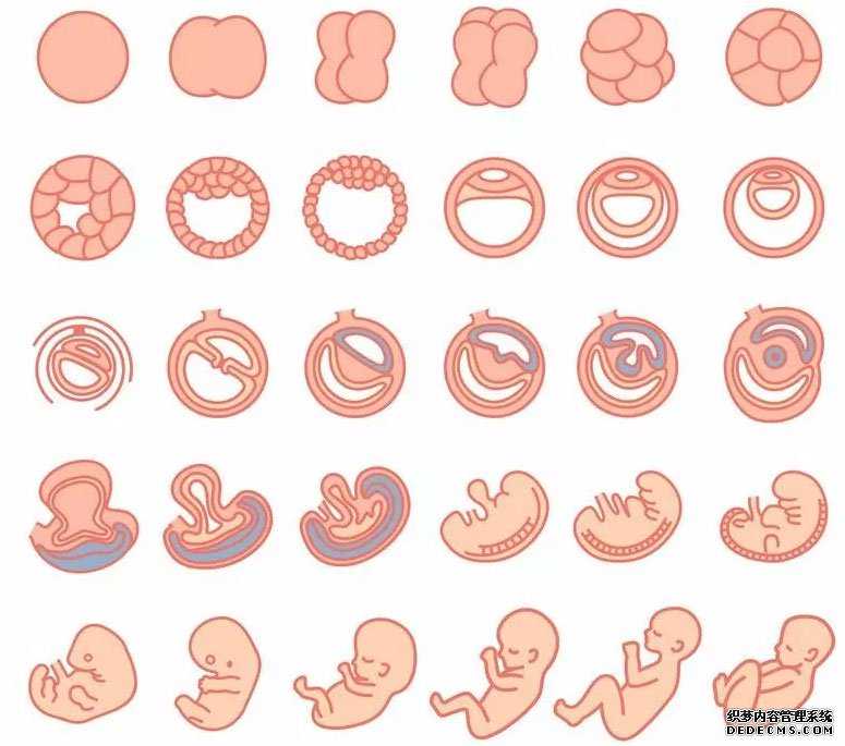合肥高鹰试管代孕|影响试管宝宝智力发展的3个主要因素方面做了分析